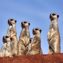 Late Night Group Therapy