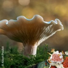 Fungi Feeling - Ökologie und Heilpilze - Pilzfestspiele 2025
